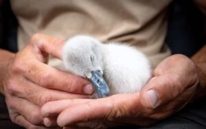 Чоловік підібрав загубленого лебедя та допоміг йому. Коли птах виріс, від відмовився покидати свого рятівника