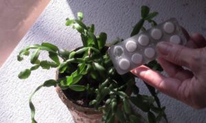 Які продукти з кухні підійдуть для підгодовування кімнатних квітів