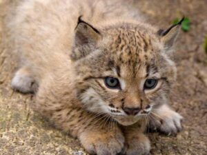 Жінка переплутала кошеня з хижаком і ось, що з того вийшло