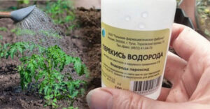 Застосування перекису водню на городі, щоб захистити рослини від хвороб та шкідників