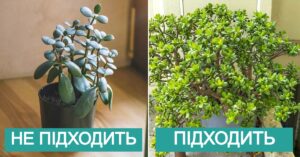 Де поставити грошове дерево, щоб гроші лилися рікою?