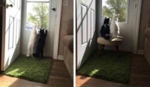 20 кумедних фотографій про все для підняття настрою