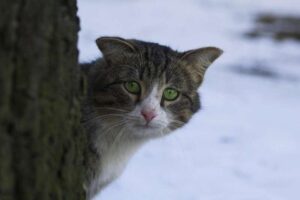 У нас у дворі жив кіт. Звичайний, безпородний, тільки життя його покидало, як і людей. Колись він втратив частину хвоста – залишився лише короткий обрубок