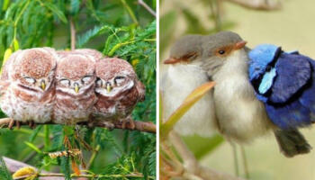 15 фотографій, які доведуть, що птахи теж люблять обійматися