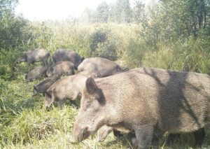 Чоловік встановив фотопастки біля Чорнобиля. Те, що зняла камера, не піддається жодному опису