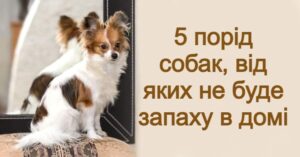 Підбірка охайних порід собак для будинку. Більшість людей просто обожнюють песиків, але не наважуються їх завести у себе вдома через неприємний запах і велику кількість шерсті