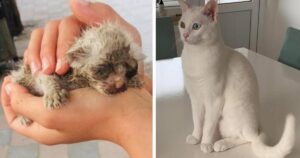 18 прикладів, як радикально змінилися котики, яких забрали з вулиці додому