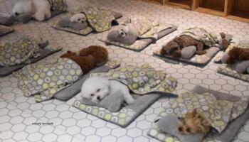 Інтернет підкорили фотографії сплячих цуценят зі спеціального дитячого садка для собак