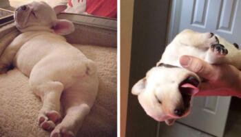 Декілька смішних собачок, які сплять як, коли і де завгодно. Цуценята – дивовижні малюки
