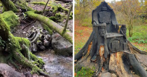 16 фотографій незвичайних предметів, які ви легко можете зустріти в звичайному лісі