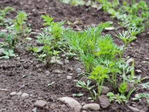 Два поливи, які убережуть вашу моркву від шкідників і забезпечать гарний урожай