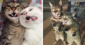 17 фото, які доводять, що краще одного кота можуть бути тільки два улюблених котики відразу