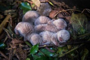 10 фото дитинчат видр, які піднімуть вам настрій навіть в найгірший день