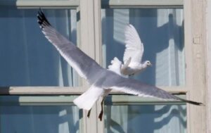 Голуб щодня прилітав до вікна Юлі, вона підгодовувала птаха. Та одного дня він зник, а у двері хтось постукав
